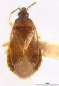 Xylocoris hirtus - photo 2