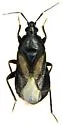 Xylocoris pilipes