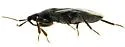 Xylocoris pilipes - photo 2