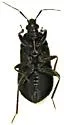 Xylocoris pilipes - photo 3