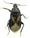 Xylocoris pilipes - photo 4