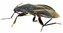 Xylocoris pilipes - photo 5