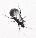 Xylocoris umbrinus