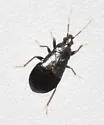 Xylocoris umbrinus - photo 2