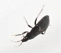 Xylocoris umbrinus - photo 3