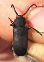 Xylocrius agassizi - photo 2