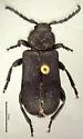 Xylocrius agassizi - photo 3