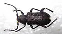 Xylocrius cribratus