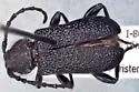 Xylocrius cribratus - photo 2