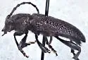 Xylocrius cribratus - photo 3