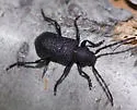 Xylocrius cribratus - photo 4