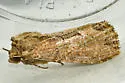 Chang Borer Moth - Hodges#9433
