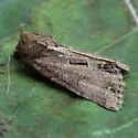 Chang Borer Moth - Hodges#9433 - photo 2