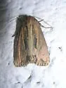 Chang Borer Moth - Hodges#9433 - photo 3