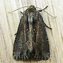 Chang Borer Moth - Hodges#9433 - photo 4