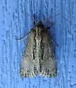 Chang Borer Moth - Hodges#9433 - photo 5