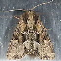 Oblique Brocade Moth - Hodges#9401