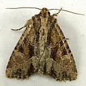 Oblique Brocade Moth - Hodges#9401 - photo 2