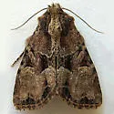 Oblique Brocade Moth - Hodges#9401 - photo 3
