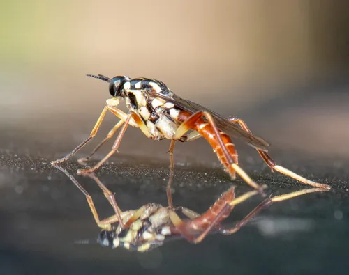 Xylomya americana