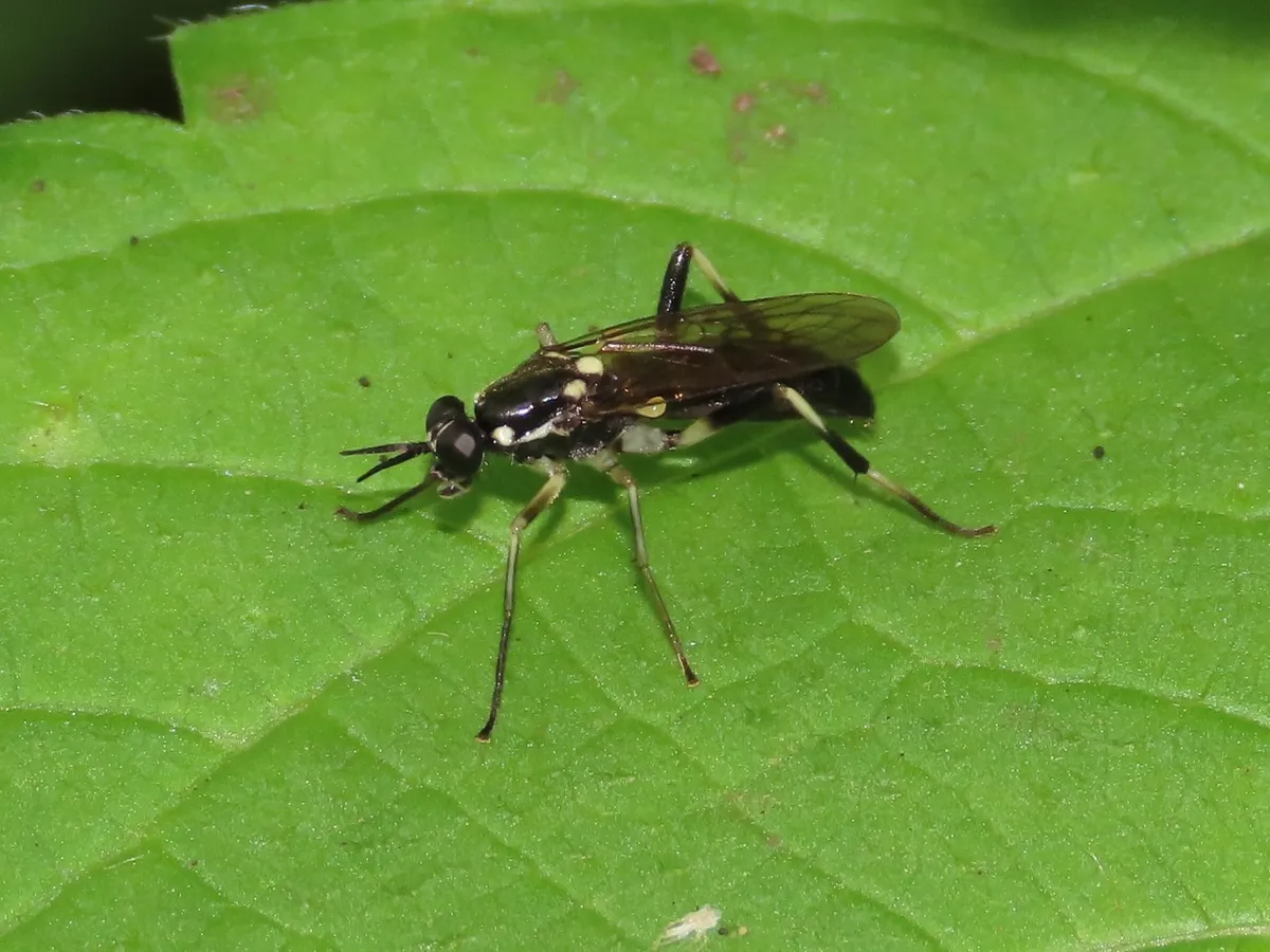 Xylomya aterrima