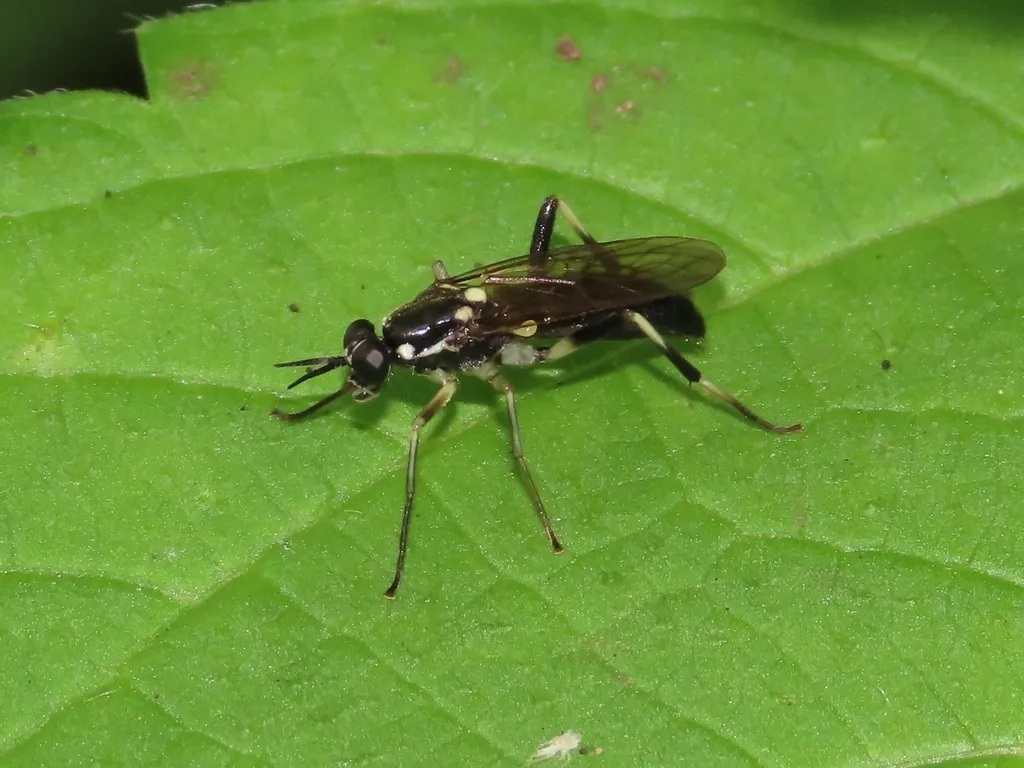 Xylomya aterrima - photo 2