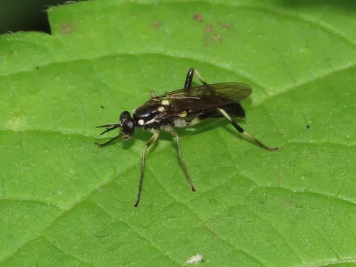 Xylomya aterrima - photo 3