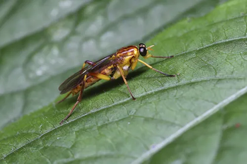 Xylomya chekiangensis