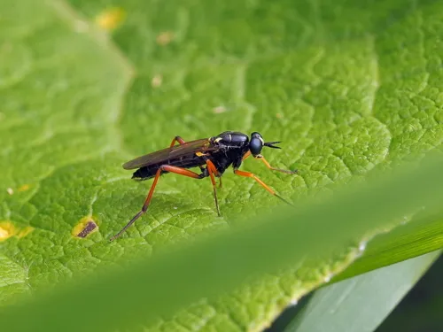Xylomya ciscaucasica