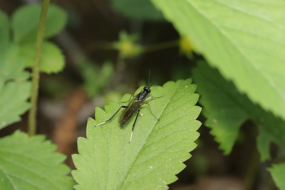 Xylomya longicornis - photo 3