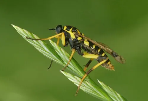 Wasp Wood-soldierfly