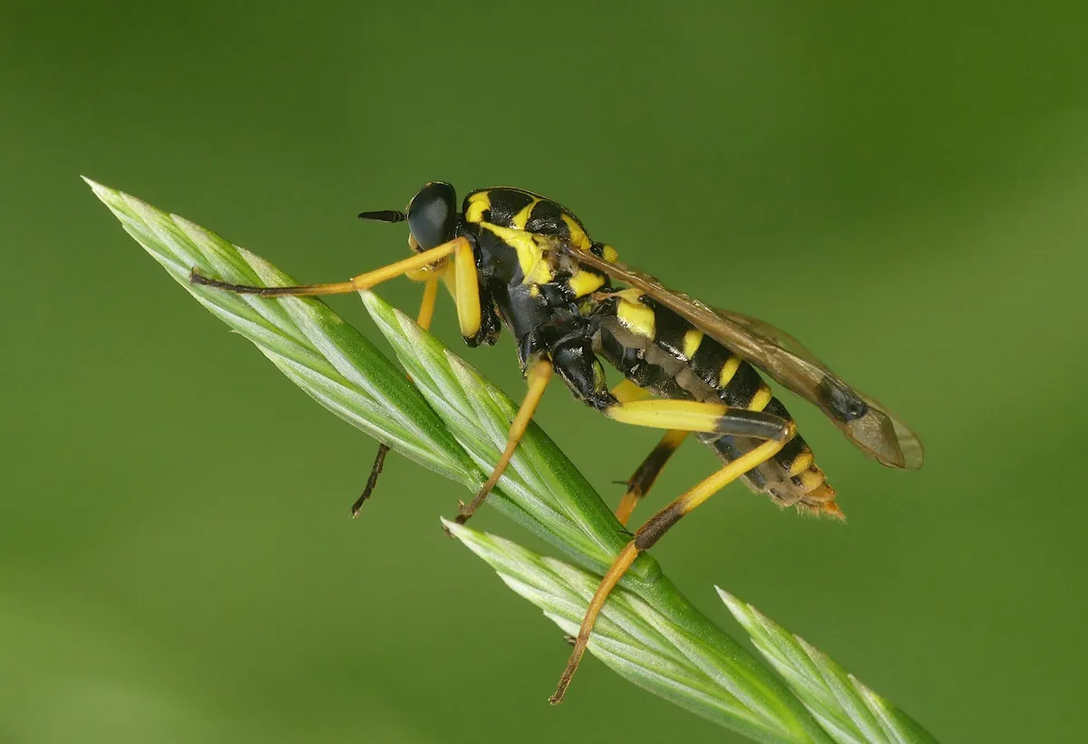 Wasp Wood-soldierfly - photo 3