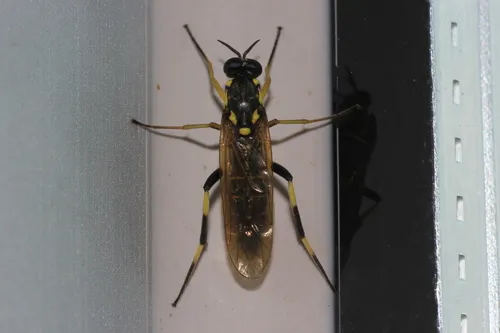 Xylomya moiwana