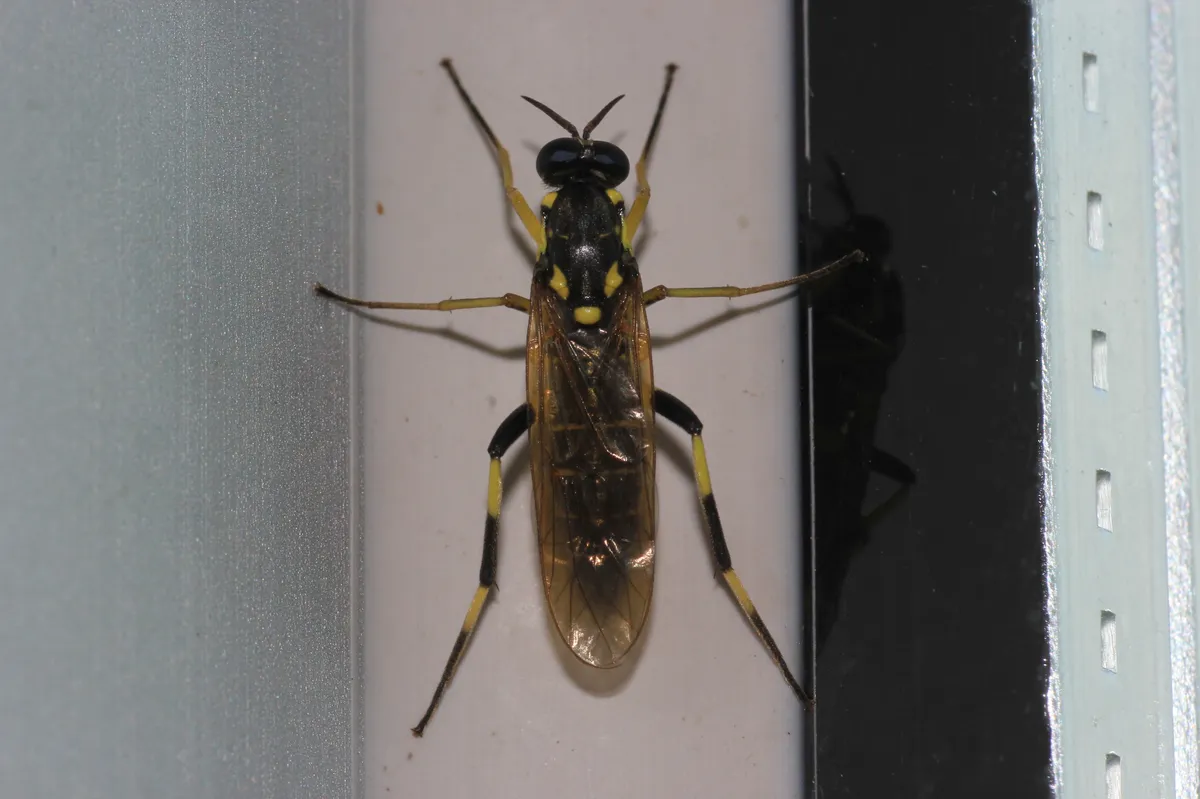 Xylomya moiwana - photo 3