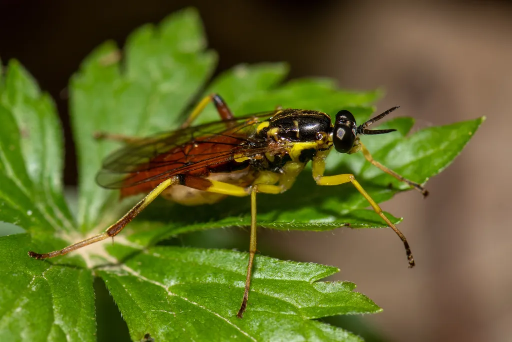 Xylomya simillima