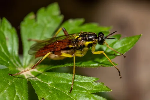 Xylomya simillima - photo 2