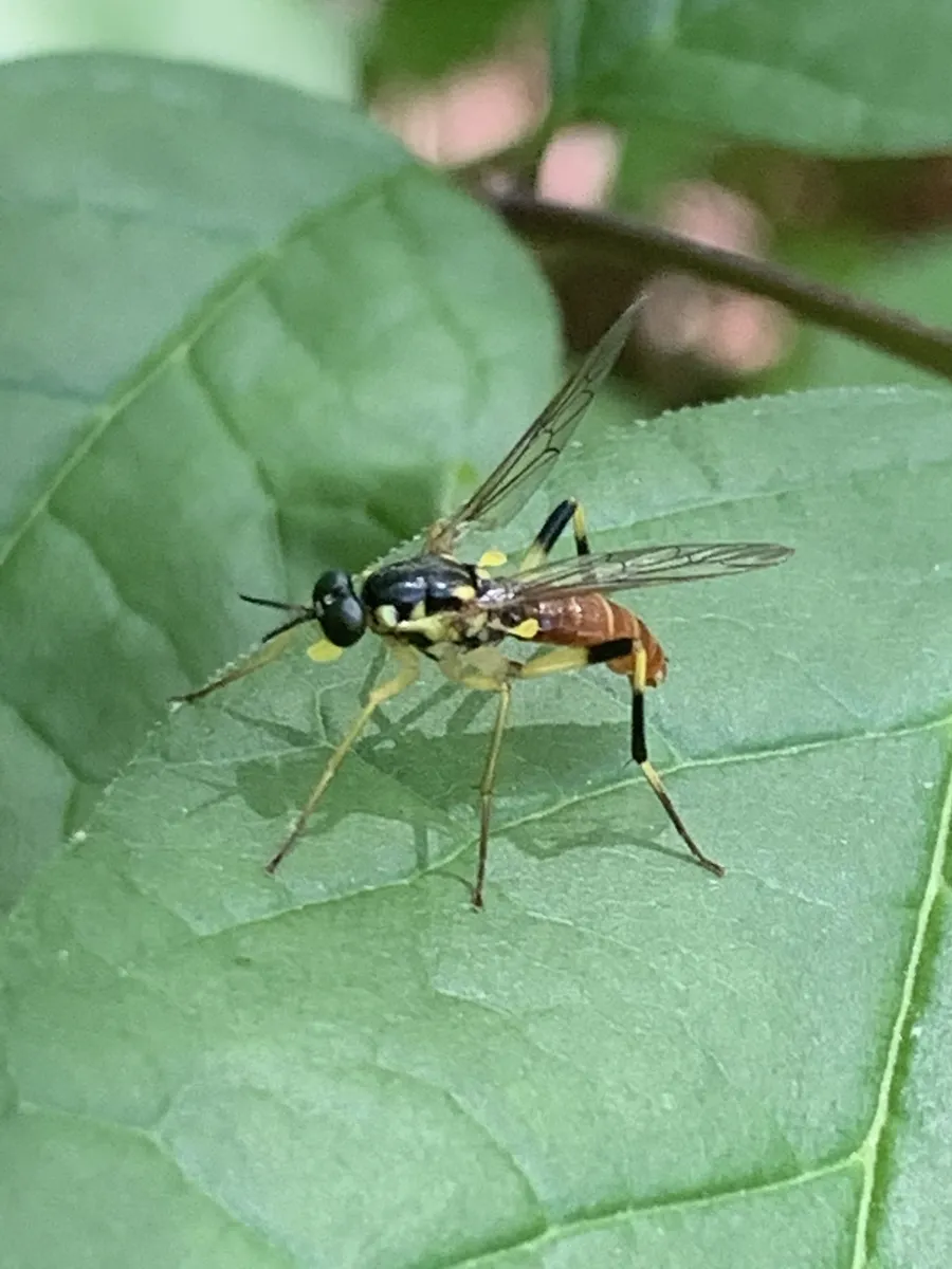 Xylomya tenthredinoides - photo 2