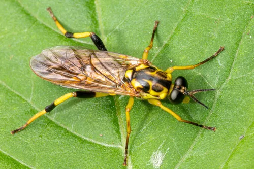 Xylomya terminalis