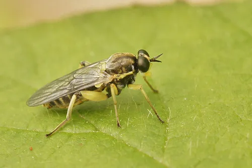 Wood Soldier Flies - photo 2