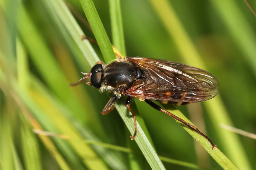Awl Flies - Xylophagidae