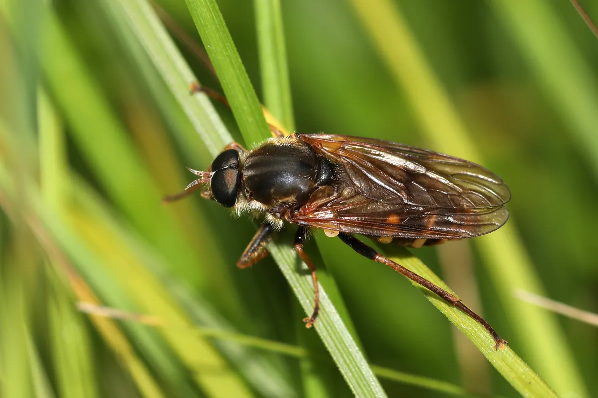 Awl Flies - photo 2