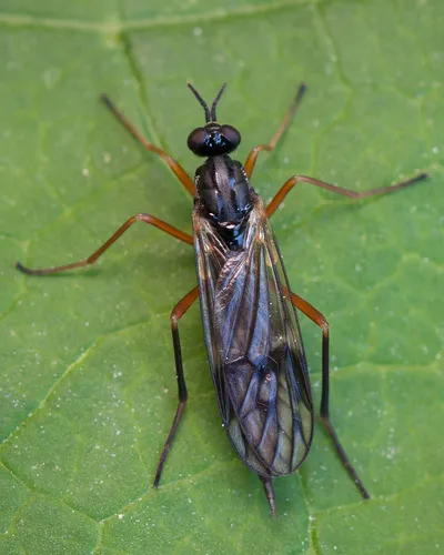 Common Awl-fly