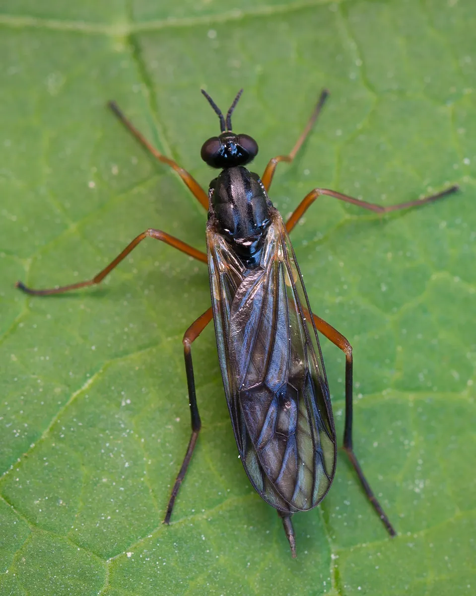 Common Awl-fly - photo 3