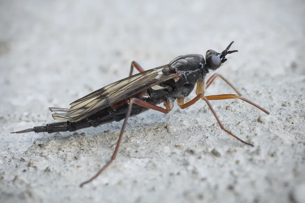 Xylophagus cinctus - photo 2