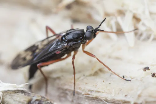 Xylophagus decorus - photo 3