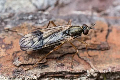 Xylophagus gracilis - photo 2