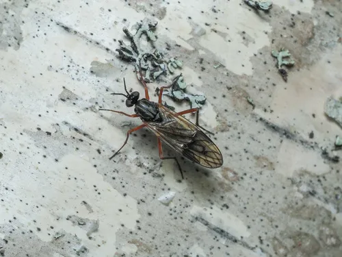 Xylophagus kowarzi