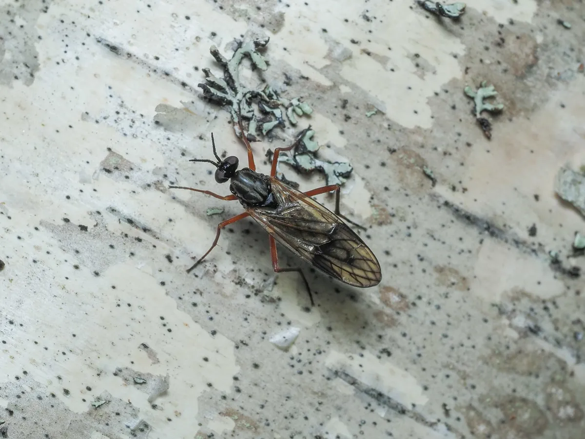 Xylophagus kowarzi - photo 3