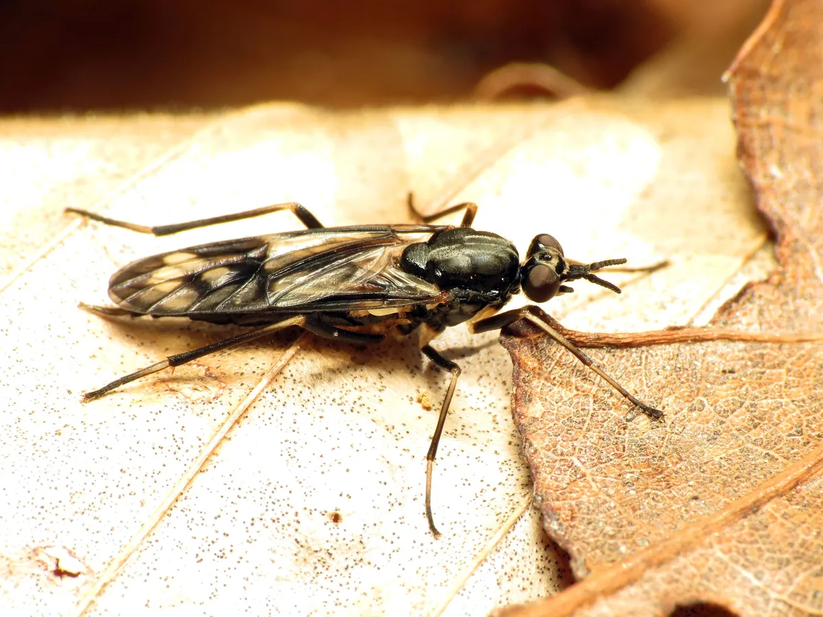Xylophagus lugens