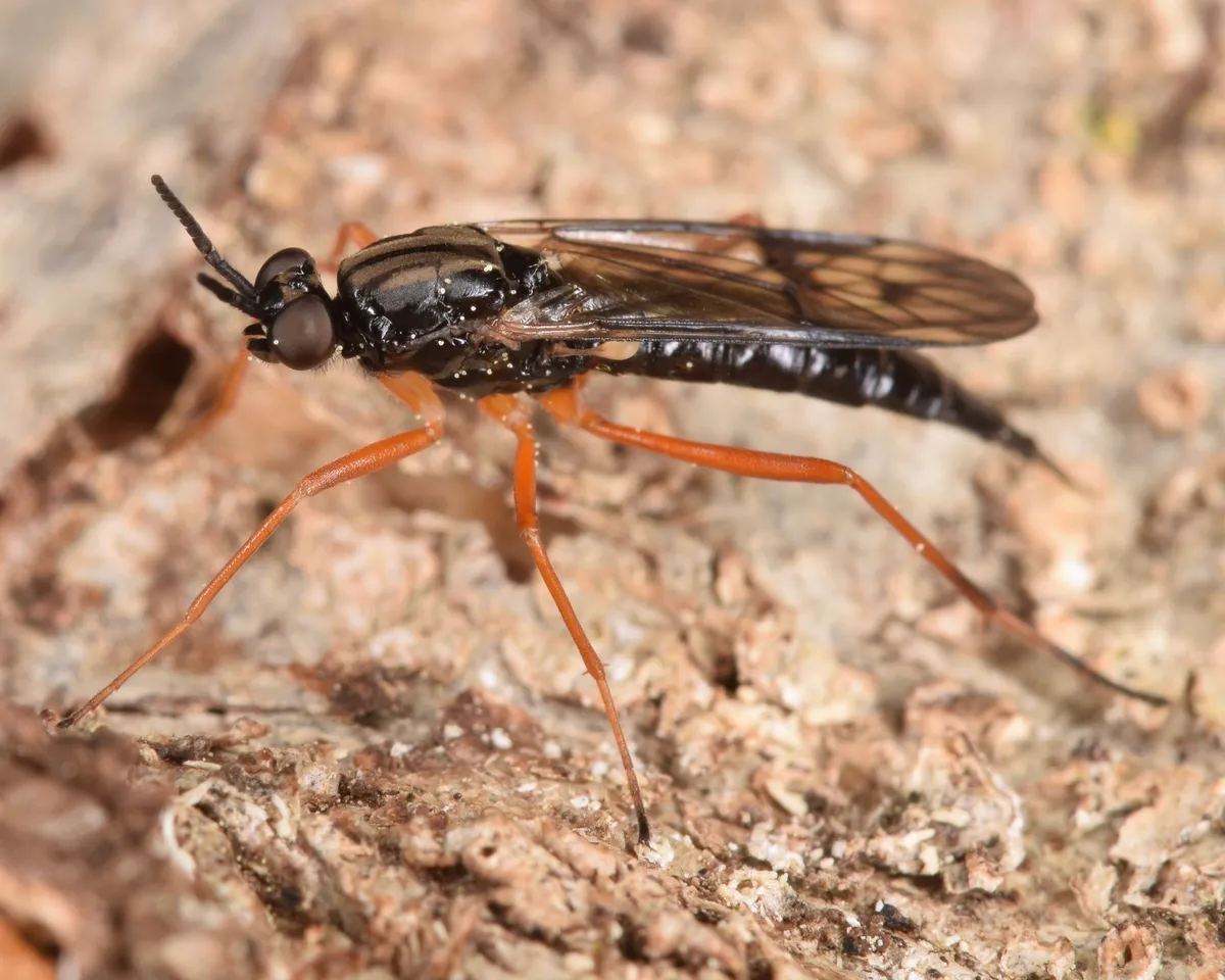 Xylophagus reflectens - photo 2